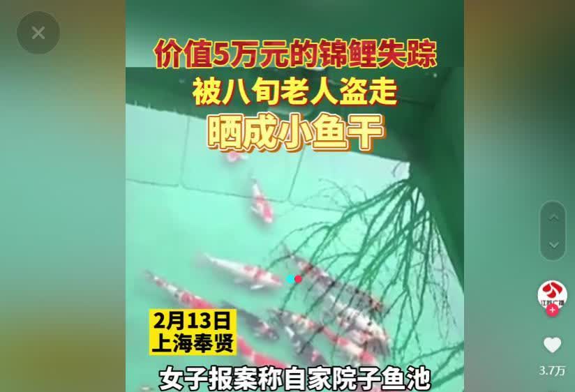 2021年，上海女子花费5万多购买的8条锦鲤，被小区大爷偷走做鱼干，女子要求赔偿