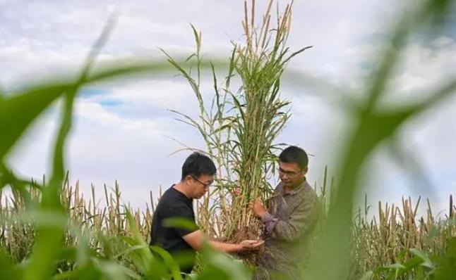 2009年，重庆大学教授易志坚，在钻研物质力学期间，意外探明了沙漠土壤的独特性质