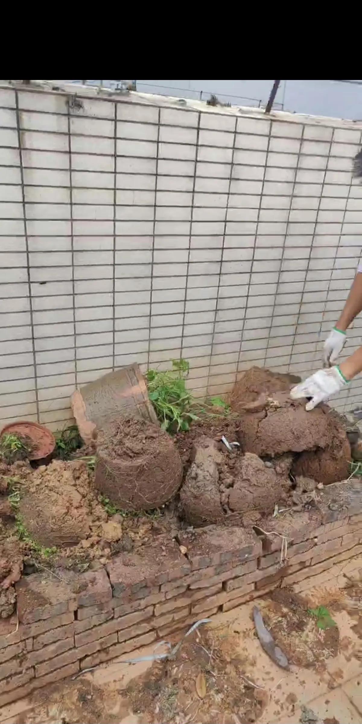 平时在楼顶搭棚种菜养鸡的，物业和居委会都不得罪人，睁一只眼闭一只眼就随便了，这不