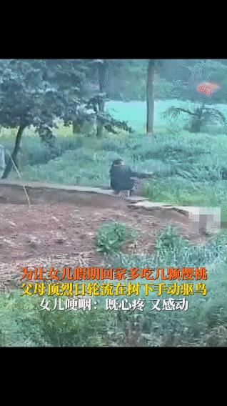 看哭了！4月26日，四川，两位老人轮流坐在樱桃树下，拿着长杆子手动驱鸟，只为女儿