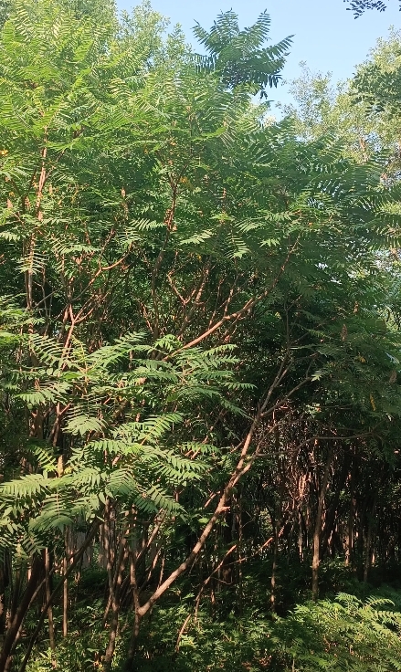 乌克兰最高拉达议员德米特鲁克提议解除泽连斯基权力，他说，泽连斯基是西方傀儡，已成