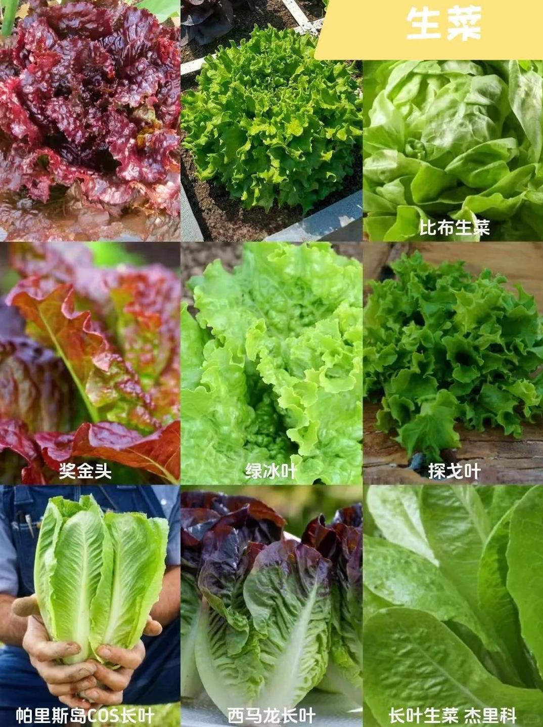 这么多生菜品种，最好吃的结球生菜没上榜
想不到，生菜这么多品种，还有紫叶的。
现