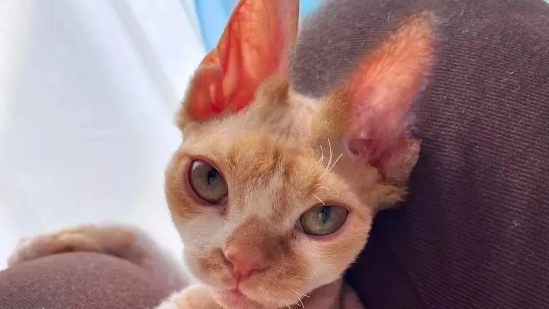 丑德文 ≠ 血统不纯？关于德文颜值的真相，一次说清！