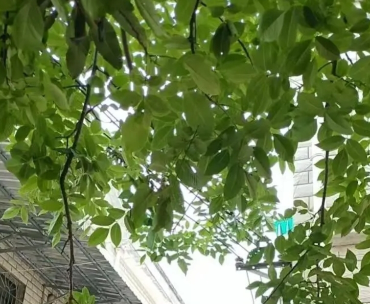我爸和后妈搭伙过了26年，连结婚证都没领。我爸走后，亲戚急得催我回家，生怕后妈卷