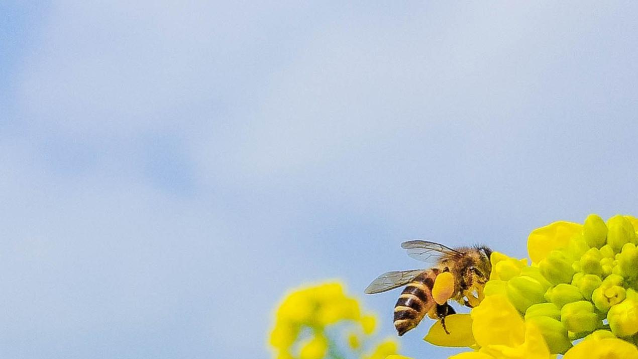 三周深耕，暗藏机巧，甘蔗地头，甜蜜增产路