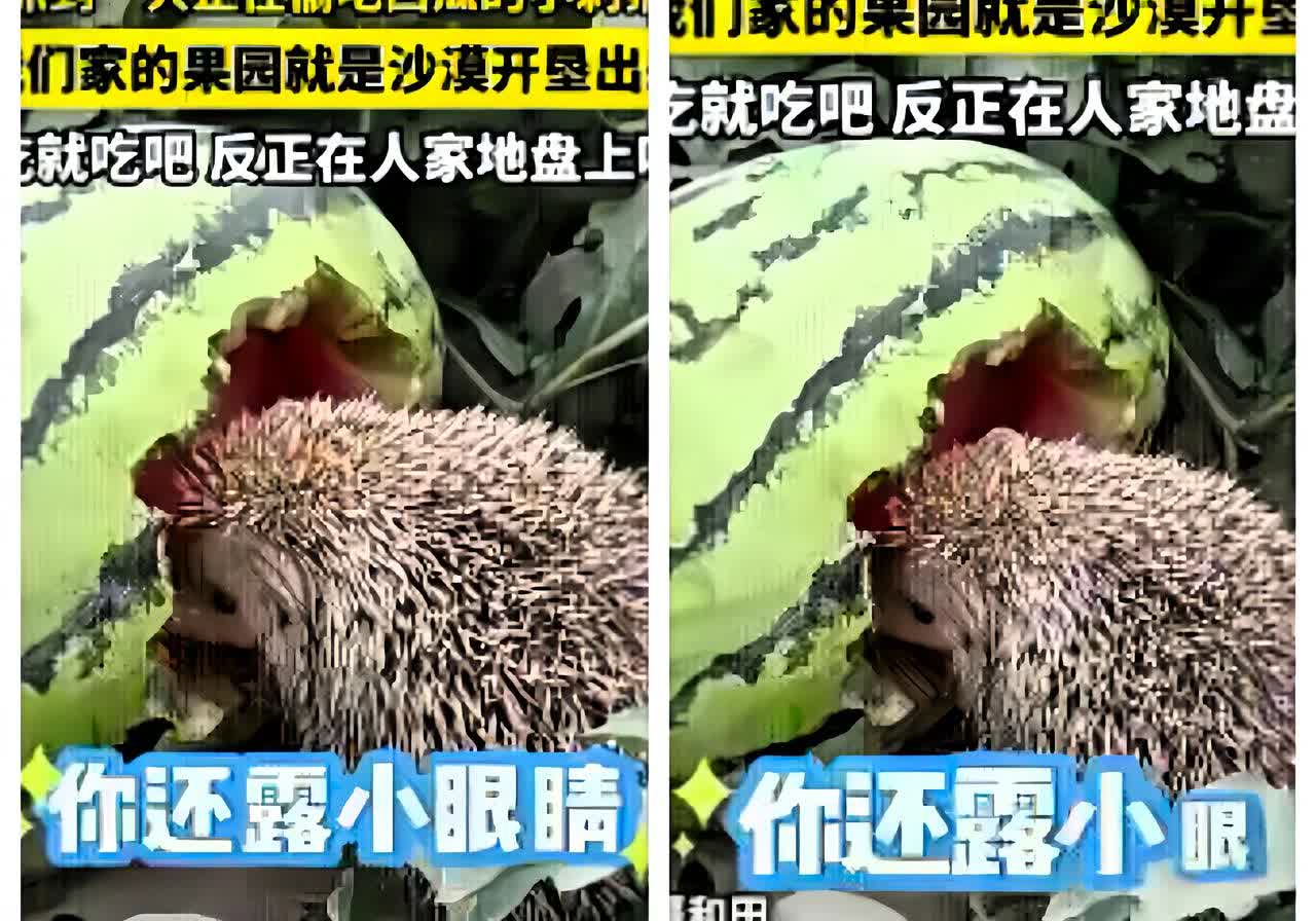 “活该你发财！”
新疆和田一女子在瓜田撞见刺猬啃西瓜，非但没驱赶，还蹲下笑着调