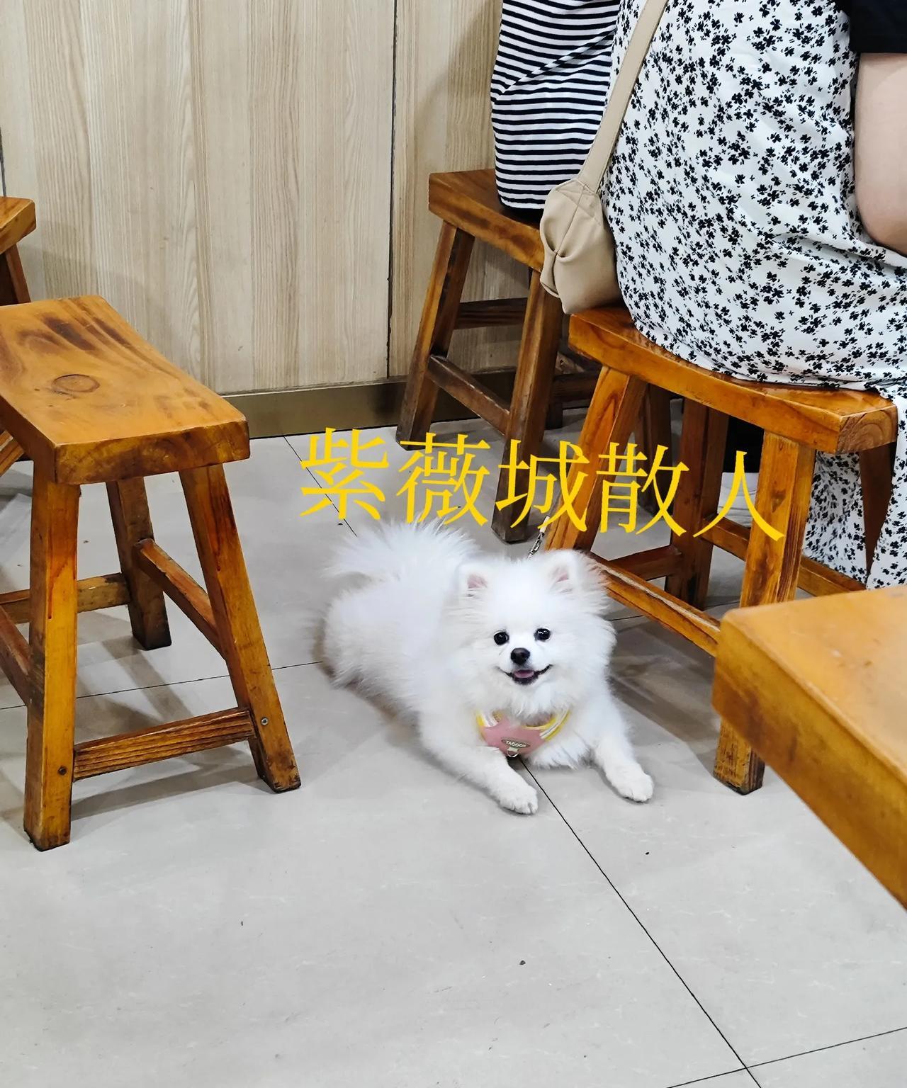 5月20日晚，本人在洛阳市某餐馆吃饭时，瞅见一家三口带着宠物狗也来用餐。
大家可