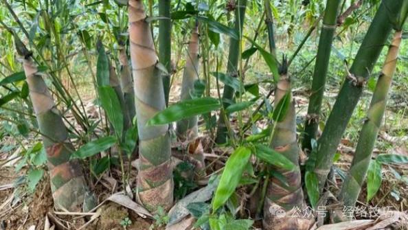 肝最好的状态是“筋柔”，每天拉5分钟，助你腰软筋柔，肝气像春风一样通达