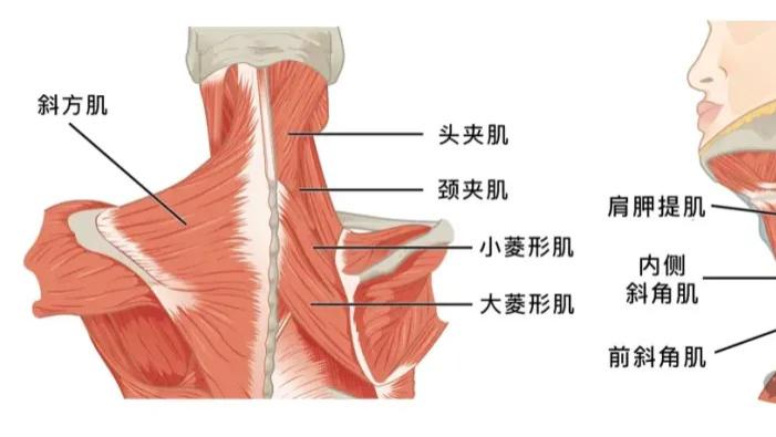 富贵包≠脂肪球！一文看懂它的成因、危害及改善方法