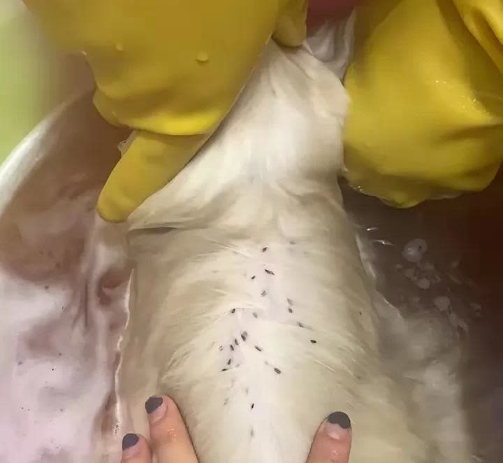江苏，一名女子收养了一只流浪猫，她把这只流浪猫带回家后，就立马带它去宠物医院，做