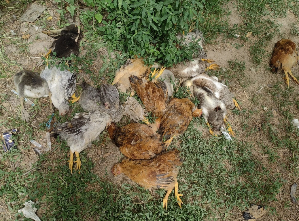 今天是来阿克苏接手苹果园心情最不好的一天，在果园里养了70个鸡，鸭，鹅，存活了6