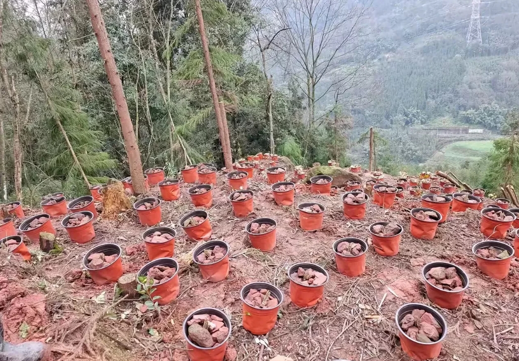 贵州黔东南，有一位老人上山挖草药，在一座大山的半山腰的空地上，发现了几百个橙色的