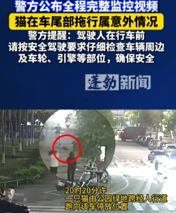宝马车主“虐猫”事件反转！车主并不是故意“虐猫”，而是小猫自己跑到了车子底下，宝