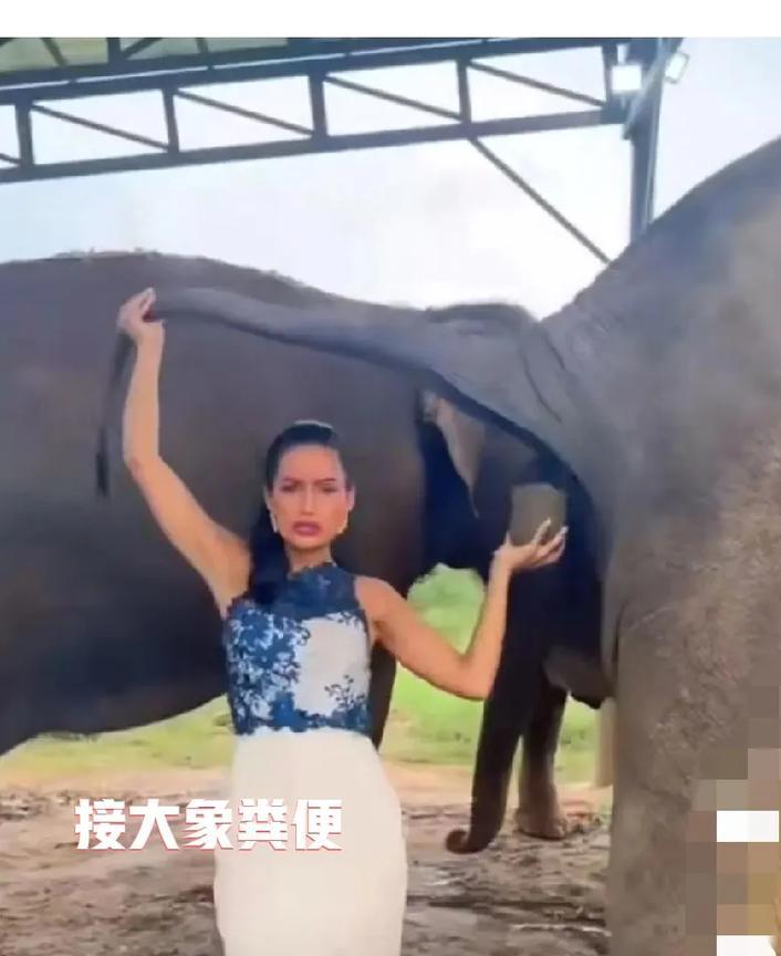 大千世界，无奇不有！近日，上海一家餐厅因一道名为“大象粪便”的招牌菜而声名鹊起，