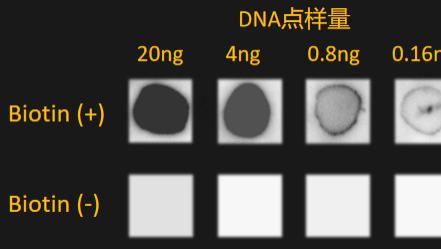 生物素标记探针核酸分子杂交实验指南