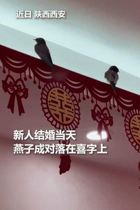 “火到人民日报了！”新人结婚当天，一对小燕子飞进屋内，居然正好落在“囍”字上！网