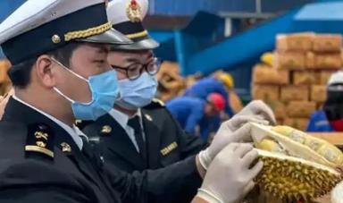 赚中国人钱还毒害中国人？可谁能料到，泰国榴莲事件的真相如此惊人，中国海关的检测报