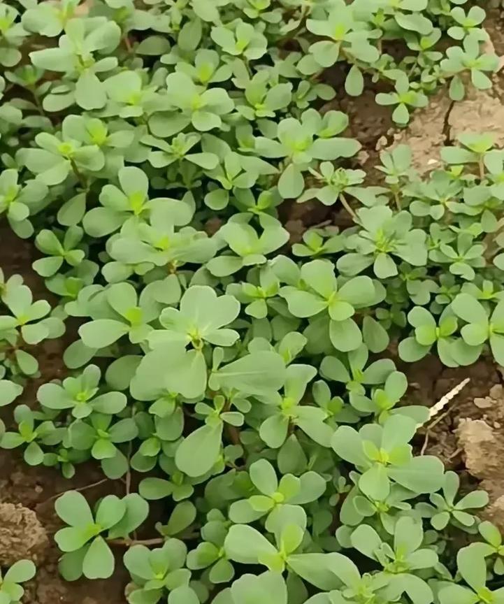 这种野草还有人认识吗？出门如果遇到这种野草，哪怕就是一株，也千万别错过哦！它的全