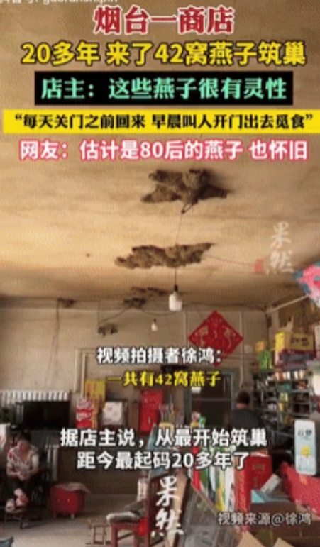 万物皆有灵！山东烟台，一商铺内共有42窝燕子在屋里筑巢，它们每天都会在店铺关门前