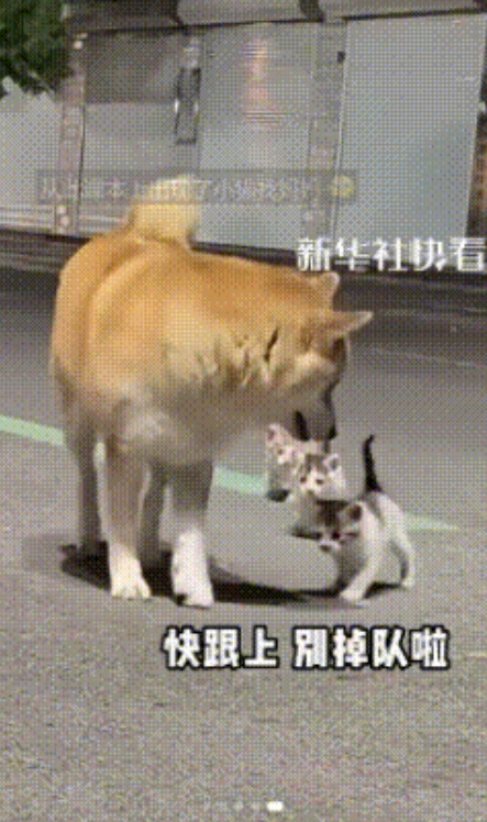 不可思议！江苏盐城，狗狗出门一趟，竟然“拐”回来三只小猫咪，小猫咪：啊！有毛！是
