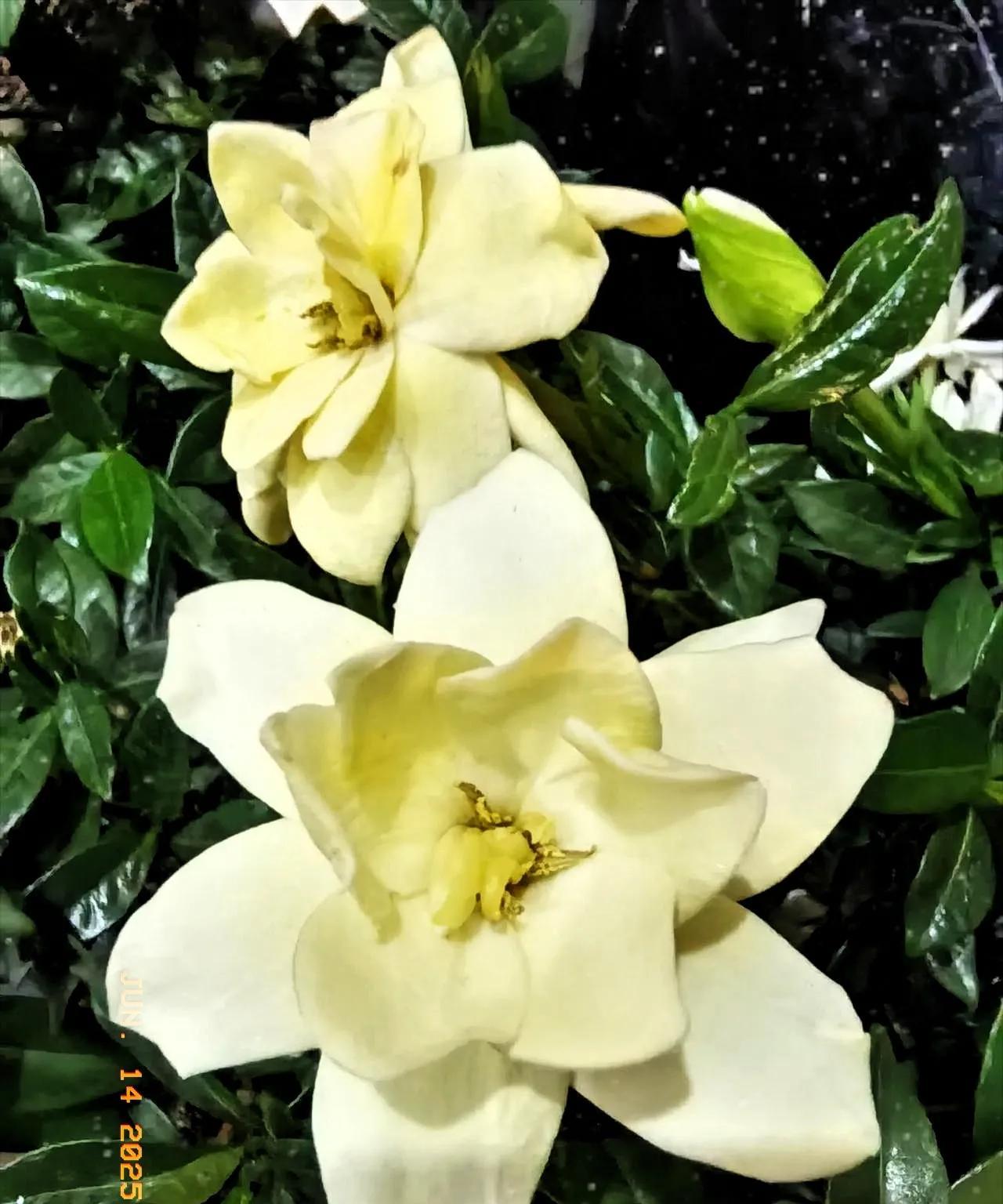 晒晒我拍的小花花#晒一张你拍的花#