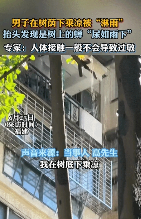 福建一男子惬意树下乘凉，忽觉头顶像下雨一样。仰头定睛一看，竟是树上群蝉 “尿如雨