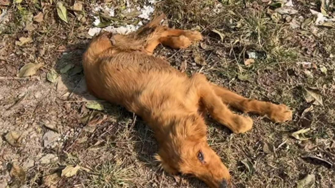 金毛被撞断双腿后惨遭主人抛弃，被好心人救助后，激动得直掉眼泪