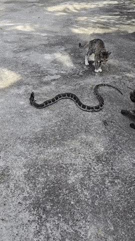 这几只没见过世面的小猫咪，那天是怎么死的都不知道。那只小灰猫肯定着咬了。