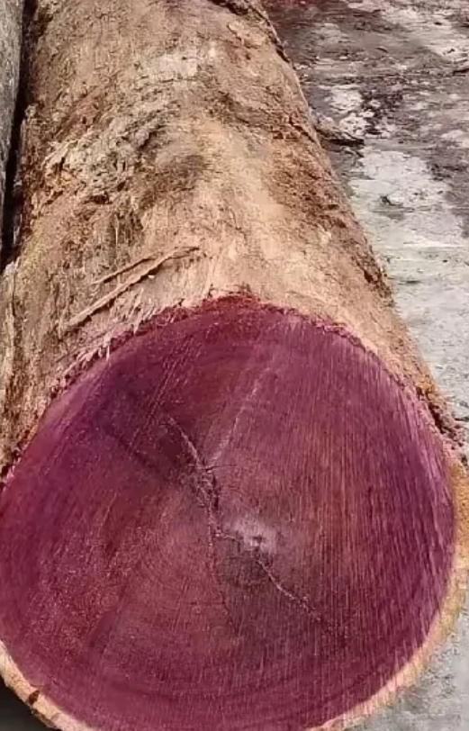 贵州，有一位村民上山砍柴，发现半山有一棵大树倒在地上，木头已经干枯了，这位村民看