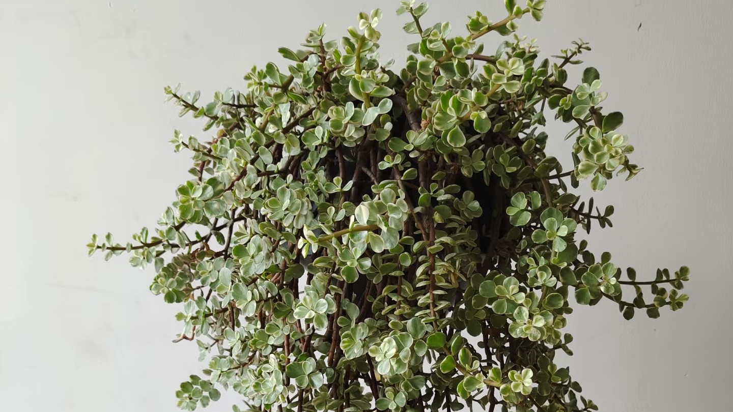 湖南一太太，养8年的雅乐之舞“成精了”，枝如瀑布：长寿树！