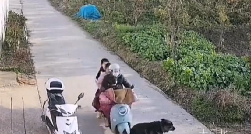 “笑不活了！”近日，河南农村一狗在家门口晒太阳，被驶来的电瓶车压了尾巴。狗追上去