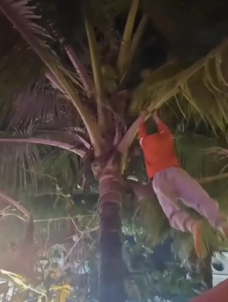 看了赤岭小孩哥这矫健身手，就算没有这次漂流经历，也是早晚都能火啊！

帮人摘个椰