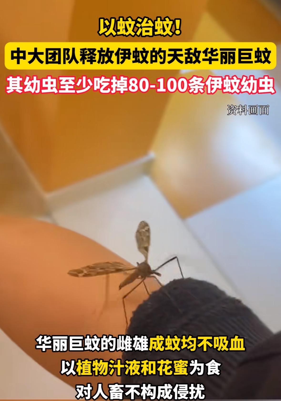 这下解释不清了！7月30日，广东，为了应对基孔肯雅热，中山大学的副教授带着学生团