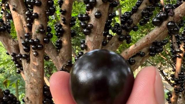 一次种植60年收益，每亩产值10万元的特殊水果，不是所有人都能种