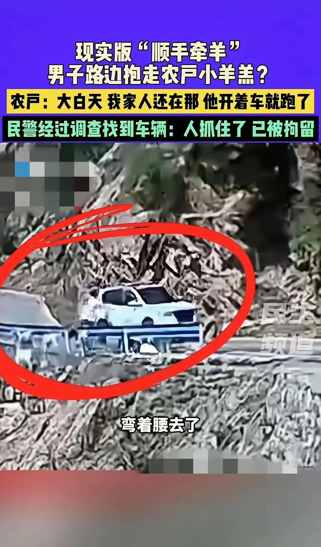 “明抢啊！”，河南济源，一名男子开车看到路上有羊群，下车抓了一只小羊羔塞进车里，