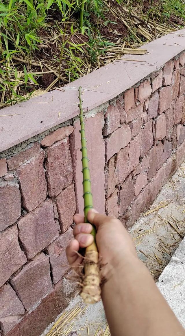 捡了根棍子而已，为什么大家都在报价呢？