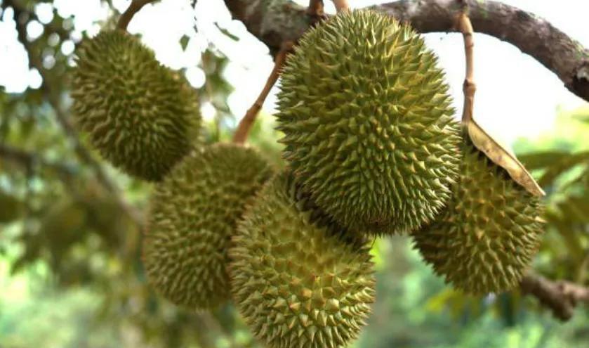缅甸榴莲种植出口商协会透露，正计划将缅甸国内种植的榴莲于2027年出口至海外市场