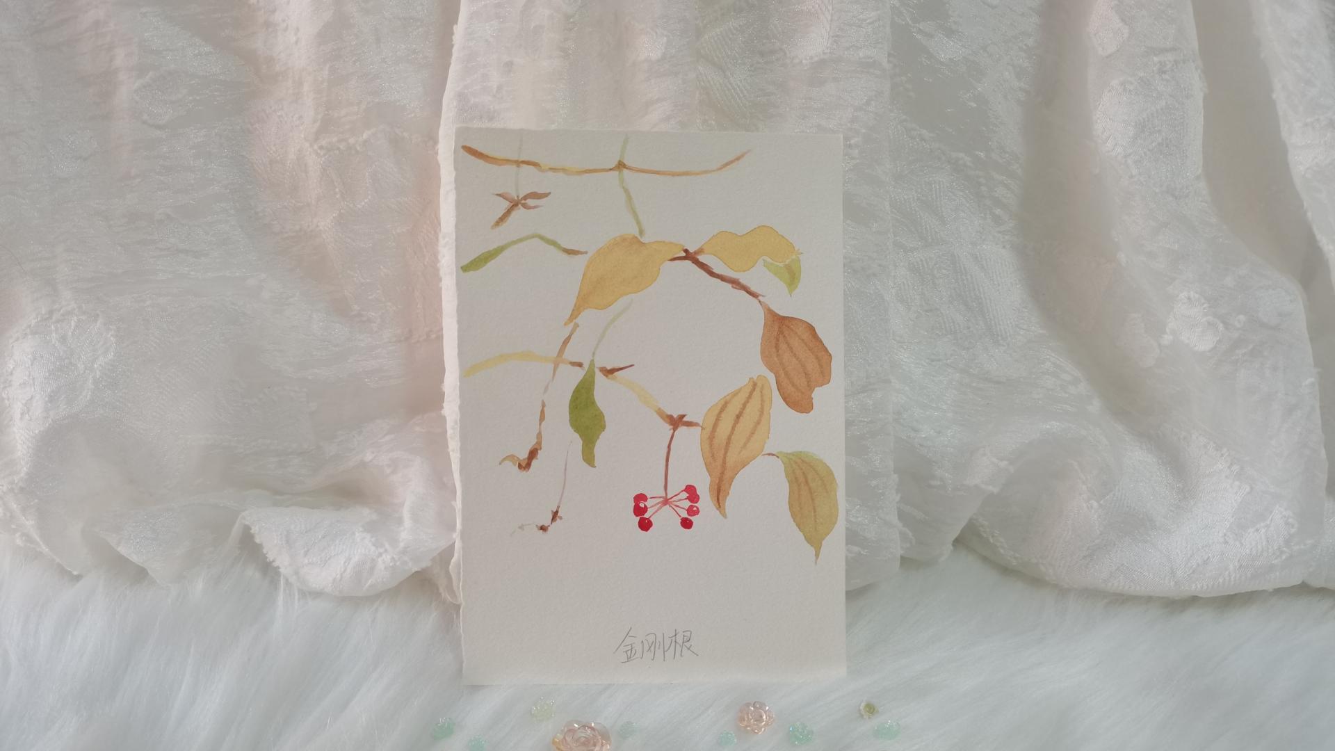 40 金刚藤（绘画 | 水彩 | 果花甘05）