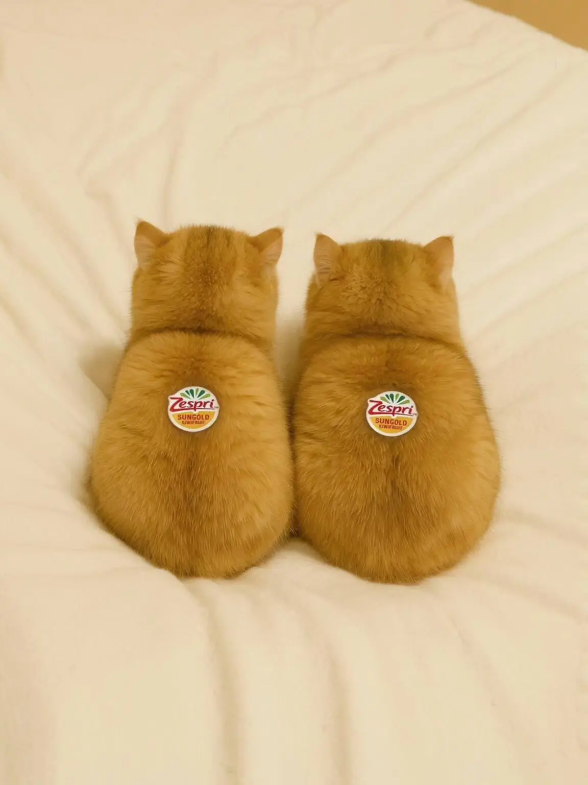 这样的猕猴桃还不错吧？
毛茸茸的小猫猕猴桃来了
