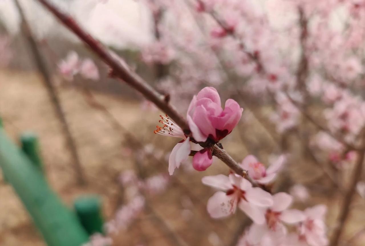婆婆还是挺疼我的，老公哥哥给她拿了些杏，她第一个就想到让我拿些去吃，我很高兴她记
