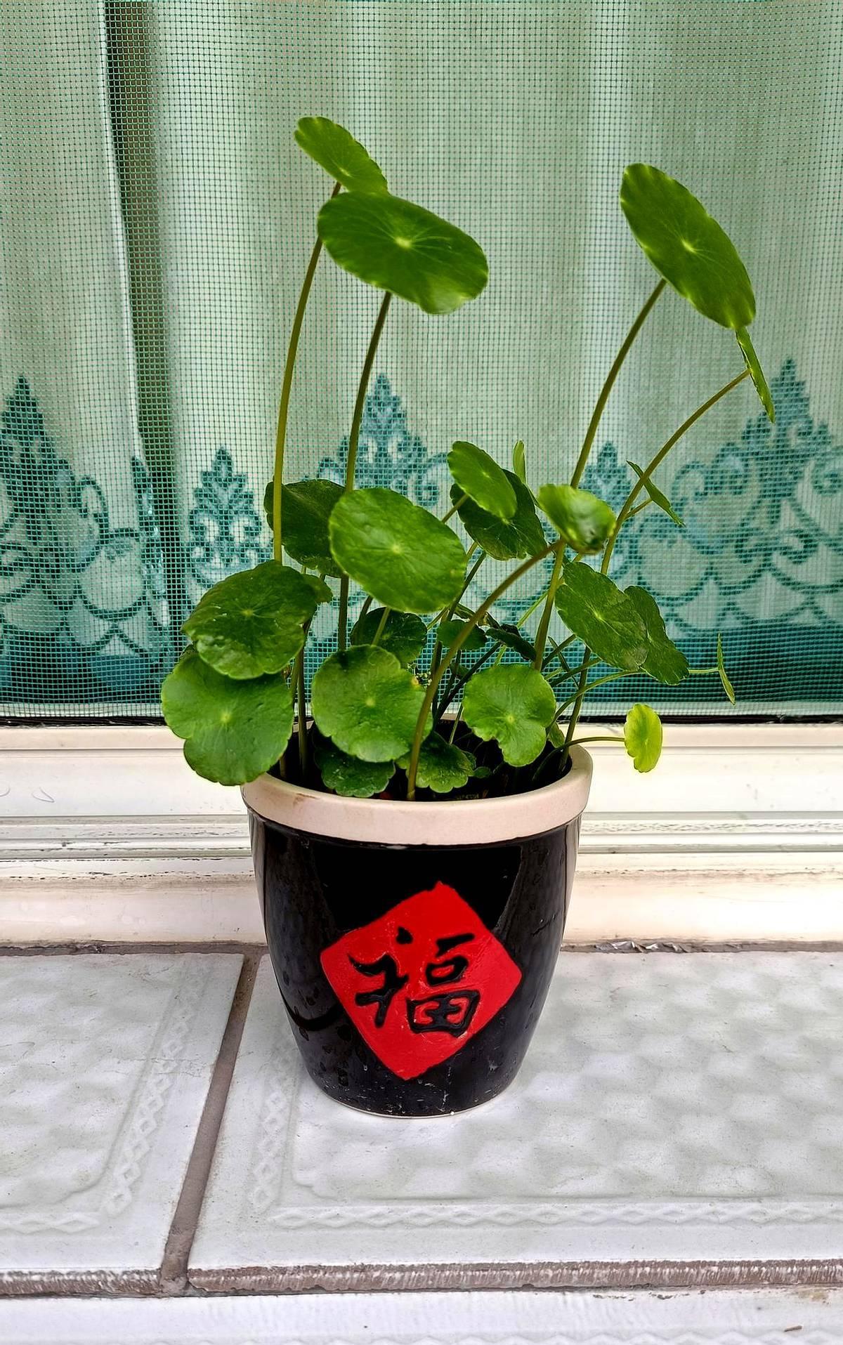 河南郑州一户人家刚喜得孙子就出现了家庭矛盾。
原来这户人家刚生个胖孙子，本该是一