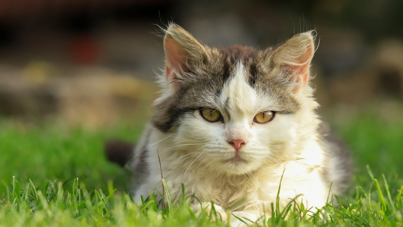 2025主食猫罐头推荐品牌排行榜有更新了？一起寻找最好吃的主食罐头