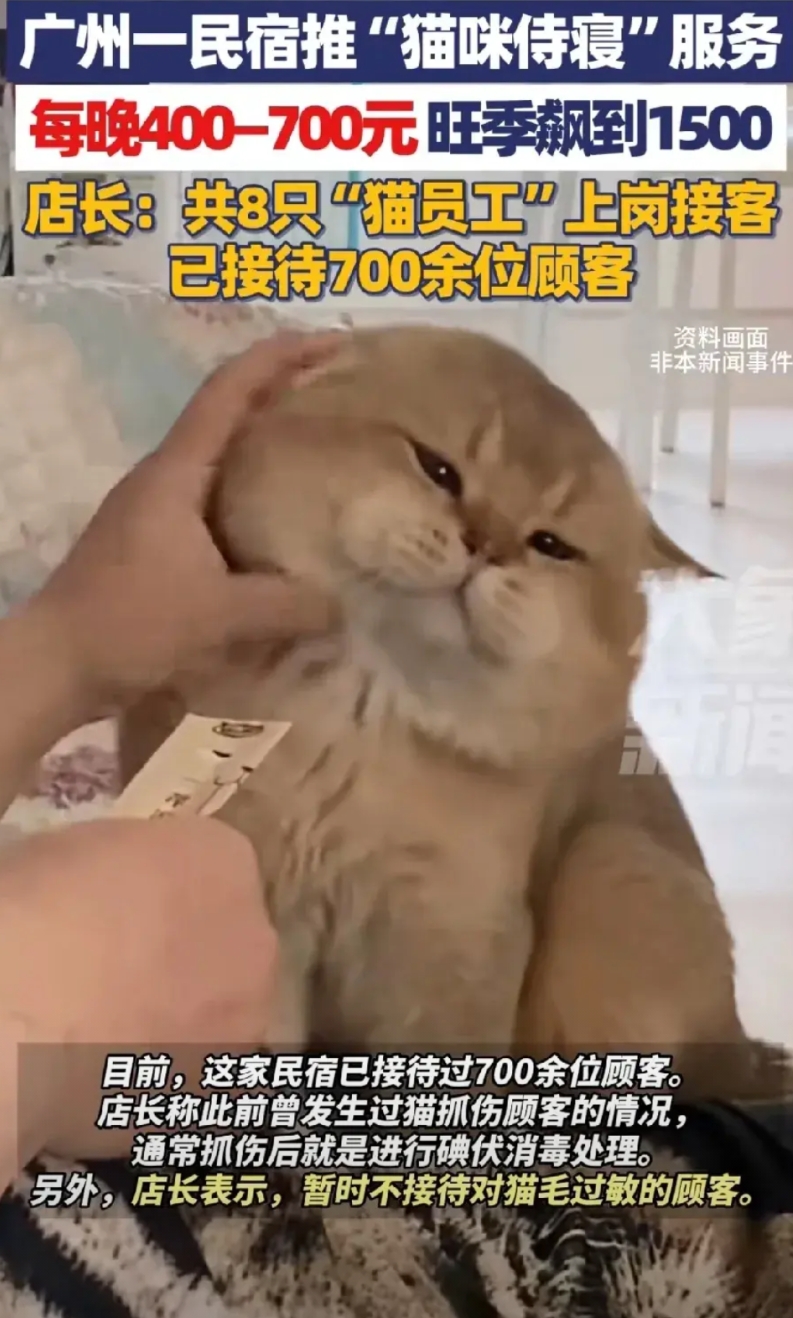 猫咪陪睡一晚，收费400到700元，没想到生意竟然火到爆。
近日，据媒体报道，广