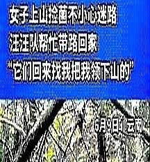 云南，女子雨后想上山采菌子，便带着自家的狗上山了，结果走着走着狗跑太快，女子跟不