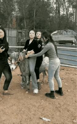 小马拉千“金”：这么小的马，怎么能够承受得住？
～end～
#晒图笔记大赛#