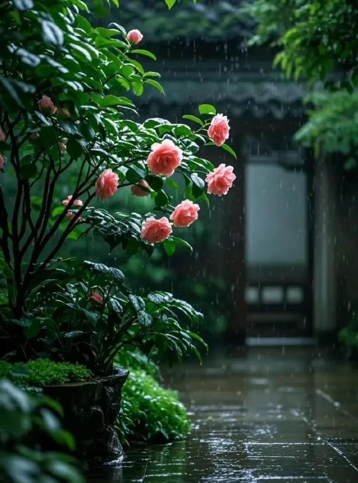 有人等烟雨，有人怪雨急，
而我在雨中赏你，淋了一身诗意