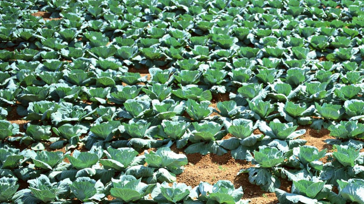 半年大豆香满仓，草原歌飞扬，内蒙古阿拉善，大豆沙漠旁