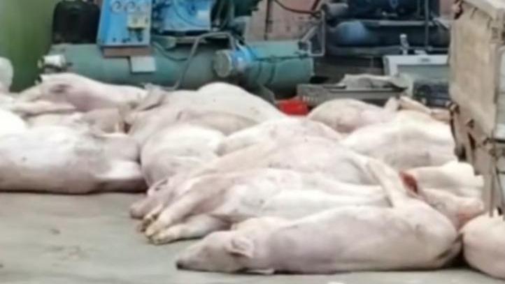 200 头死猪堆成山！广东食品厂藏惊天黑幕：7 人被抓后，低价猪肉的猫腻藏不住了