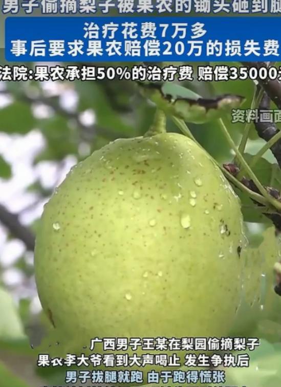 苦不堪言！6月2日，广西，一男子去梨园偷梨，被园主大爷发现发生争执后，他拔腿就跑