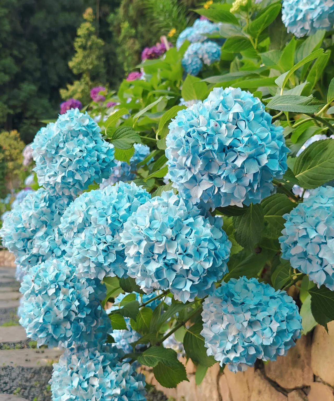 雅女湖边  ·  绣球花  ·  梦幻（ 2026.6.21傍晚）